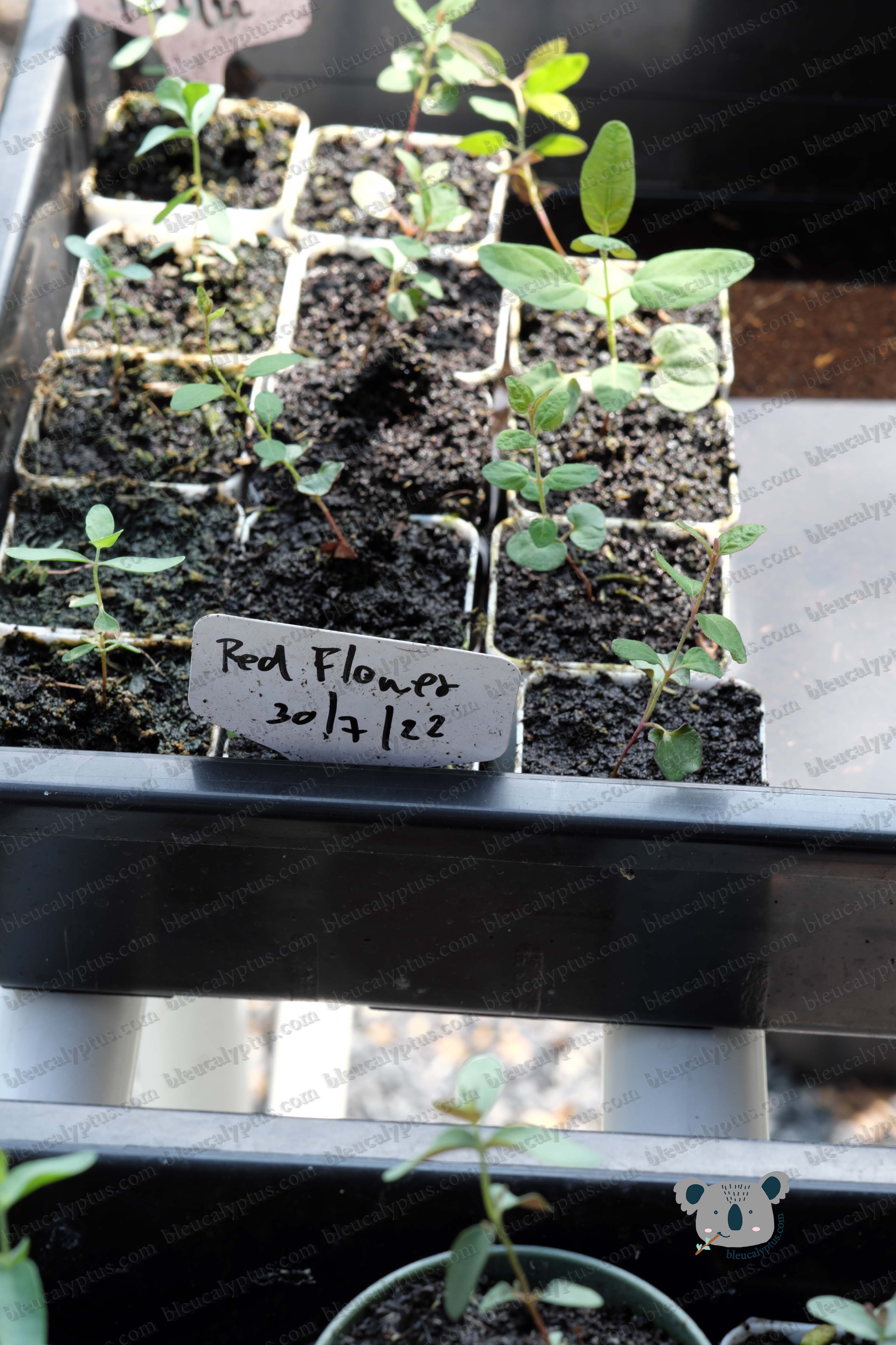 Corymbia ficifolia, Red Flowering Gum